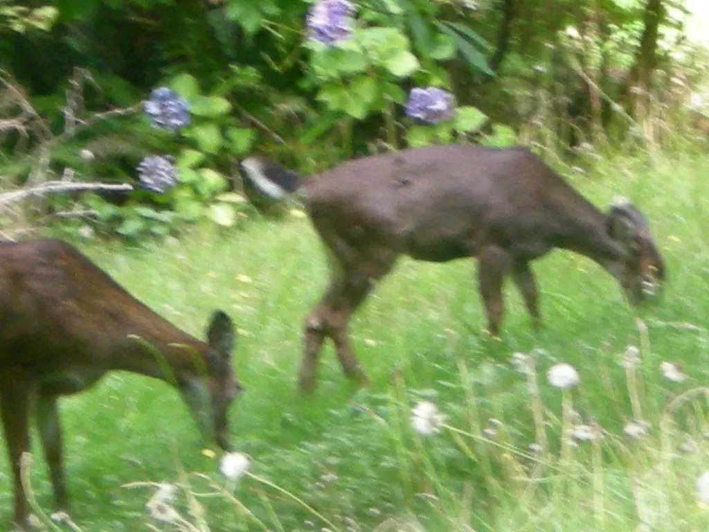 Davis Brook Retreat Bed & Breakfast Sechelt 4*,